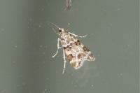 Eudonia delunella
