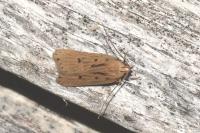 Acompsia tripunctella/antirrhinella