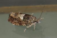 Eudemis profundana
