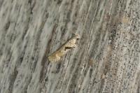 Caryocolum blandellum