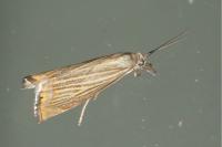 Chrysoteuchia culmella
