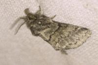 Gluphisia crenata