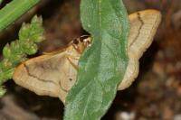 Idaea rubraria
