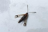 Synanthedon