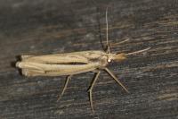 Ancylolomia tentaculella