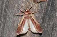 Ochropleura plecta