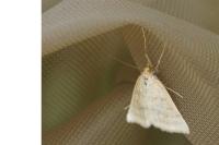 Psammotis pulveralis