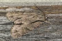 Acronicta sp (psi/tridens)