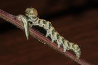 Cucullia absinthii