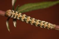Cucullia absinthii
