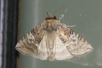 Tethea ocularis