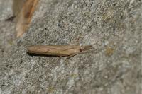 Pediasia contaminella