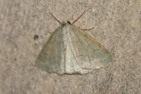 Pseudoterpna pruinata