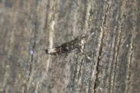 Parectopa ononidis