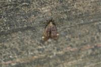 Dichomeris alacella