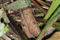 Xestia xanthographa
