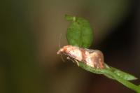 Phalonidia contractana