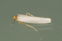 Eilema caniola