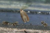 Dichrorampha simpliciana