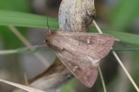 Mythimna ferrago