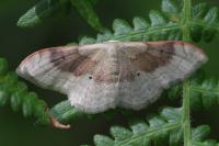 Idaea degeneraria