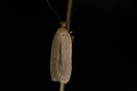 Agonopterix pallorella