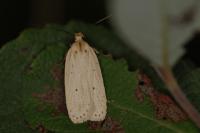 Agonopterix pallorella