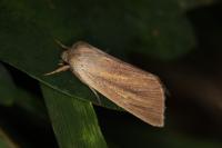 Sedina buettneri