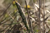 Cucullia xeranthemi