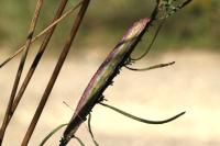 Cucullia xeranthemi