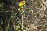 Cucullia xeranthemi