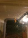 Endrosis sarcitrella
