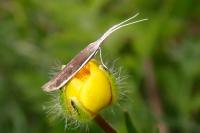 Coleophora albella