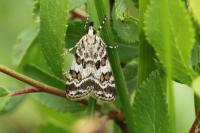 Scoparia pyralella