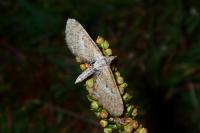 Eupithecia scopariata