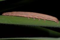 Mythimna straminea