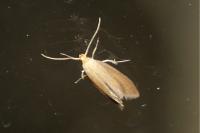 Crassa tinctella