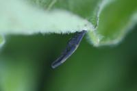 Coleophora conspicuella