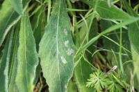 Coleophora conspicuella