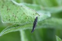 Coleophora conspicuella