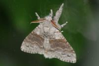 Calliteara pudibunda