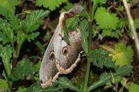 Saturnia pyri