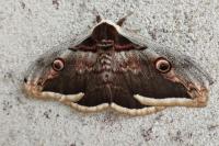 Saturnia pyri