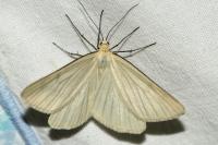 Siona lineata