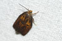 Ptycholoma lecheana