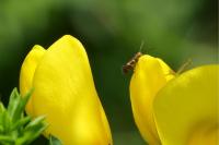 Micropterix aruncella