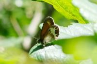 Coenonympha arcania