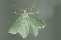 Hemithea aestivaria