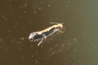 Monopis obviella
