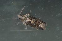 Zeiraphera isertana